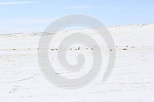 Pronghorn Antelope Antilocapra americana on the Plains of Colorado in Winter