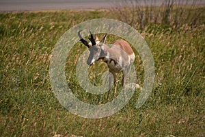 Pronghorn Antelope Buck In a Big Field