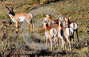 Pronghorn Antelope Buck & Does