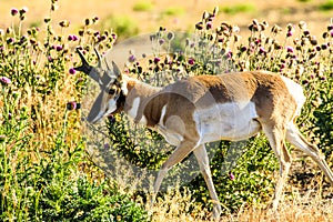 Pronghorn Antelope Buck Jackson Hole