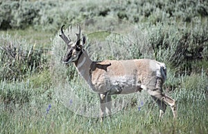 Pronghorn antelope buck male in sagebrush prairie