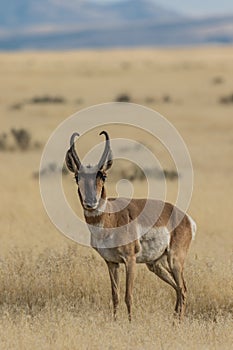 Pronghorn Antelope Buck