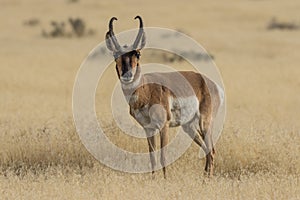 Pronghorn Antelope Buck