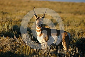 Pronghorn Antelope Buck Posing