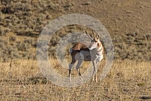 Pronghorn Antelope Buck