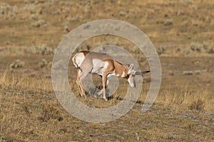 Pronghorn Antelope Buck