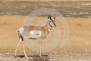 Pronghorn Antelope Buck