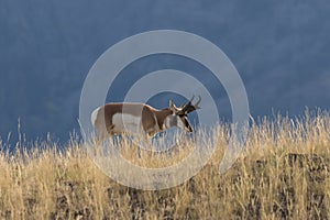 Pronghorn Antelope Buck on ridge