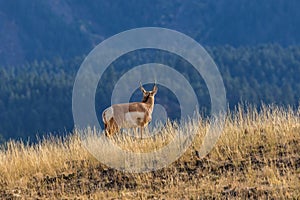 Pronghorn Antelope Buck on Ridge