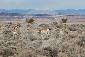 Pronghorn Antelope Bucks and Doe