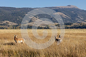 Pronghorn Antelope Bucks in Fall in Wyoming