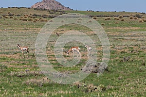 Pronghorn Antelope Bucks