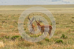 Pronghorn Antelope Bucks