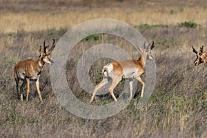 Pronghorn Antelope Bucks