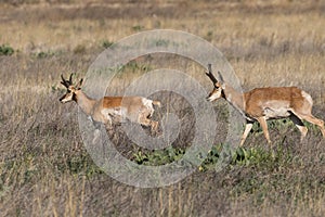 Pronghorn Antelope Bucks