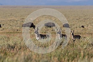 Pronghorn Antelope Bucks