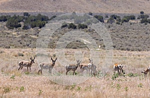 Pronghorn Antelope Bucks in Summer