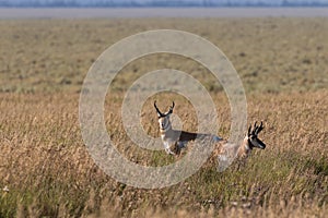 Pronghorn Antelope Bucks in Grass