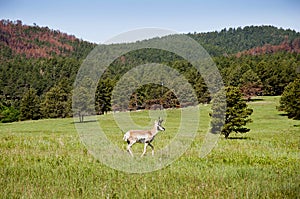 Pronghorn Antelope in Custer State Park South Dakota USA