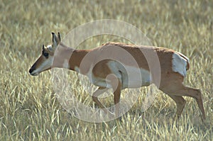 Pronghorn Antelope Doe