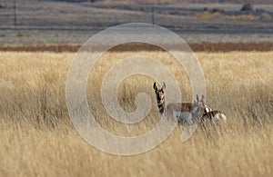 Pronghorn Antelope Doe and Fawn