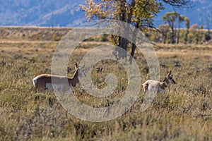 Pronghorn Antelope Doe and Fawn