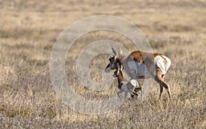 Pronghorn Antelope Doe and Fawn in the Desert