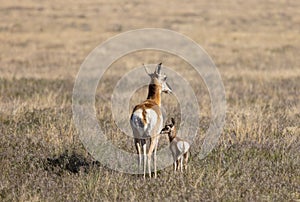 Pronghorn Antelope Doe and Fawn in the Desert in Spring