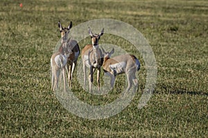 Pronghorn Antelope Doe and Fawn