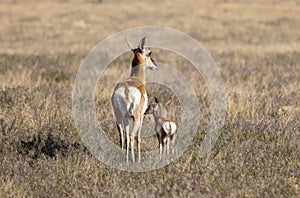 Pronghorn Antelope Doe and Fawn in Spring in the Utah Desert