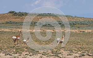 Pronghorn Doe and Fawn in the Wyoming Desert