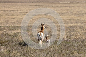 Pronghorn Antelope Doe and Fawn in Utah