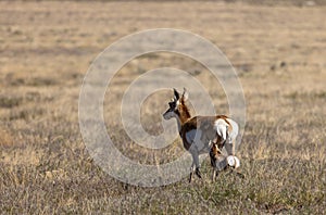 Pronghorn Antelope Doe and Fawn in the Utah Desert