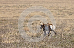 Pronghorn Antelope Doe and Fawn in the Utah Desert