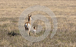 Pronghorn Antelope Doe and Fawn in Utah in Spring