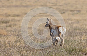 Pronghorn Antelope Doe and Fawn in Utah in Spring