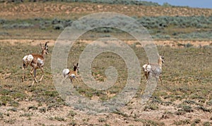 Pronghorn Antelope Doe and Fawn in the Wyoming Desert