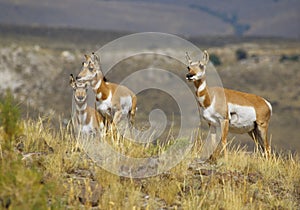 Pronghorn Antelope Doe and Fawns