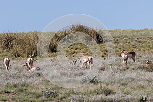 Pronghorn Antelope Doe Herd