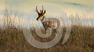 Pronghorn Antelope fastest animal in North America, Custer State Park, South Dakota