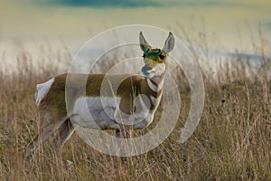 Pronghorn Antelope fastest animal in North America, Custer State Park, South Dakota