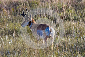 Pronghorn Antelope fastest animal in North America, Custer State Park, South Dakota