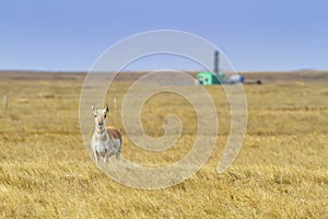 Pronghorn Antelope and Gas Well on the Canadian Prairies