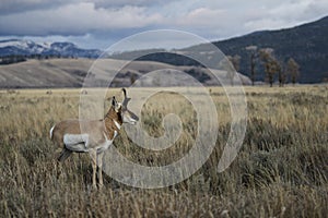 Pronghorn antelope in Grand Teton National Park