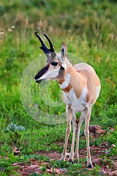 Pronghorn antelope grazing photo