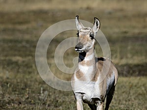 Pronghorn Antelope