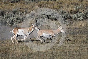 Pronghorn Antelope photo