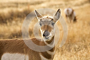 Pronghorn Antelope Grazing Montana