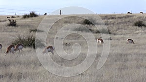 Pronghorn Antelope Grazing on the Prairie
