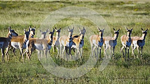 Pronghorn Antelope Herd